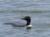 common-loon-on-arctic-lake