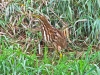 american-bittern-abbotsford