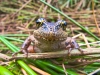 northern-red-legged-frog-abbotsford