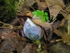 oregon-forestsnail-abbotsford