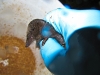 pacific-water-shrew-surrey