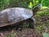 western-painted-turtle-coquitlam