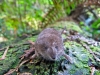 curious-dusky-shrew-mission-bc