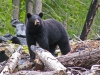 inquisitive-black-bear-blue-river-bc