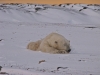 resting-polar-bear-churchill-manitoba
