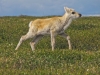 young-caribou-kivalliq-region-of-nunavut