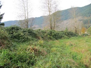 invasive Himalayan Blackberry and Reed Canarygrass – Agassiz BC.