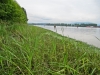 fraser-river-marshland-foreshore-survey