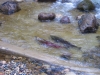 coho-migrating-through-recently-completed-fish-passage-enhancement-works