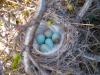 common-redpoll-nest-nunavut