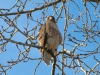red-tailed-hawk-langley-bc