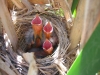 red-winged-blackbird-chicks-kelowna-bc