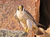peregrine-falcon-nunavut