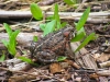 western-toad-blue-river