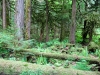 coniferous-forest-hemlock-valley